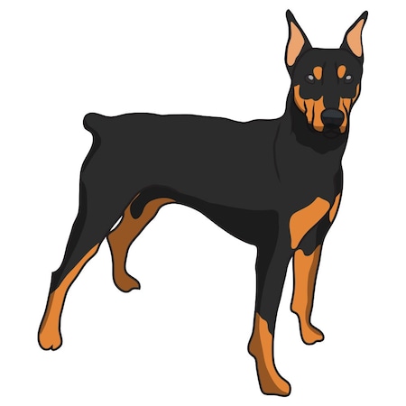 Signmission German Pinscher Dog Decal, Dog Lover Decor Vinyl Sticker D-12-German Pinscher